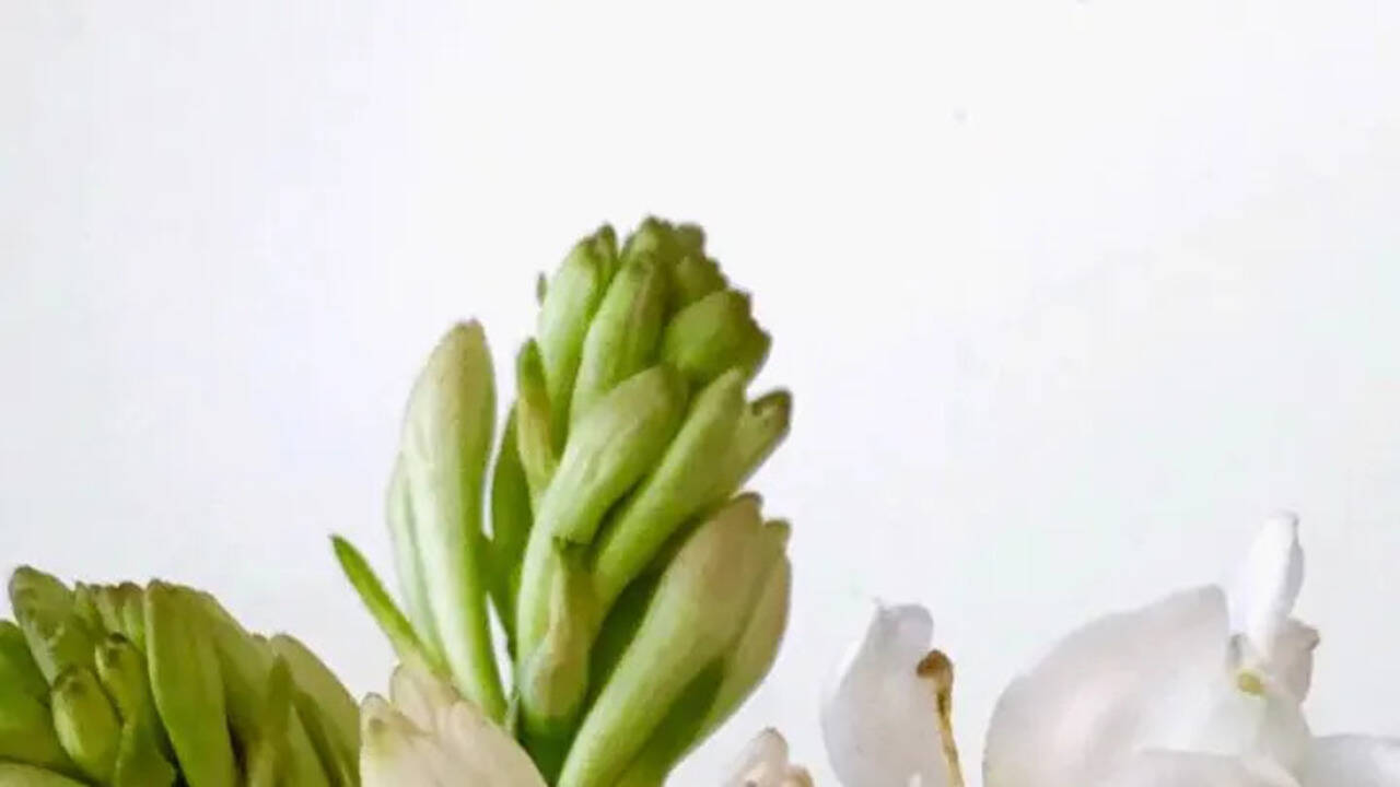 Tuberose 