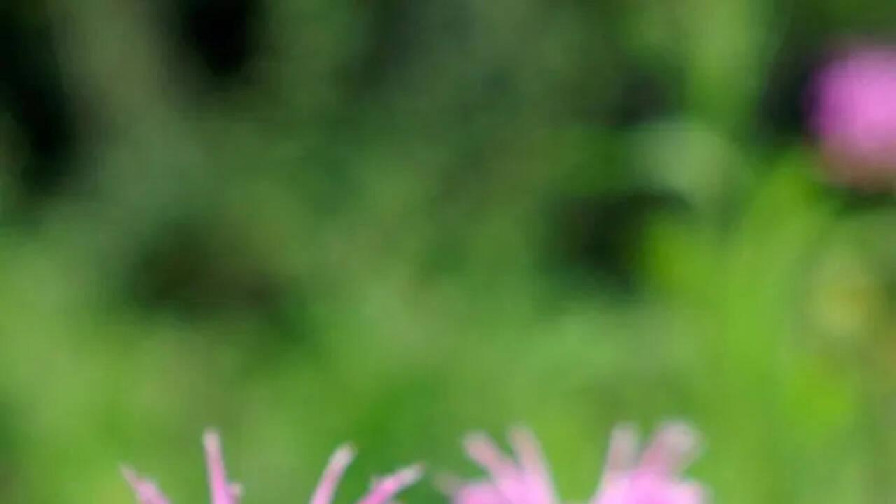 ​Bee Balm