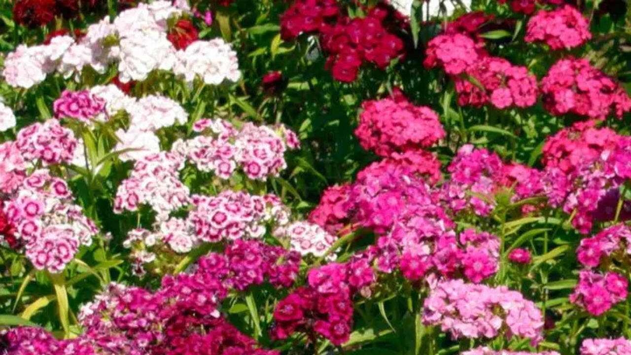 ​Dianthus​